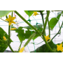 Сетка шпалерная для вьющихся растений PLANT NET 1,7х100 м