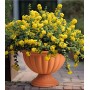 Вазон Tulipan низкий 30 см